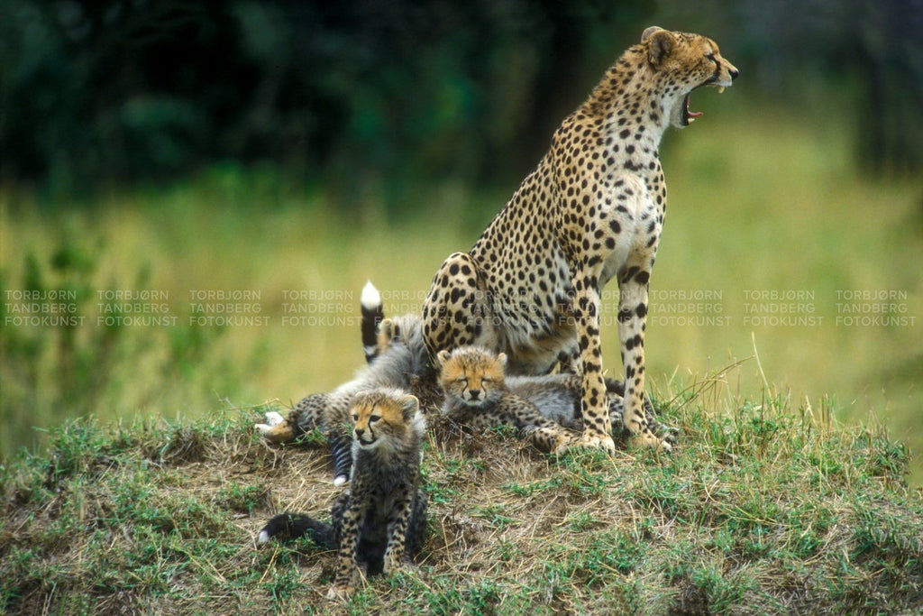 Cheetah & Cubs I Natur