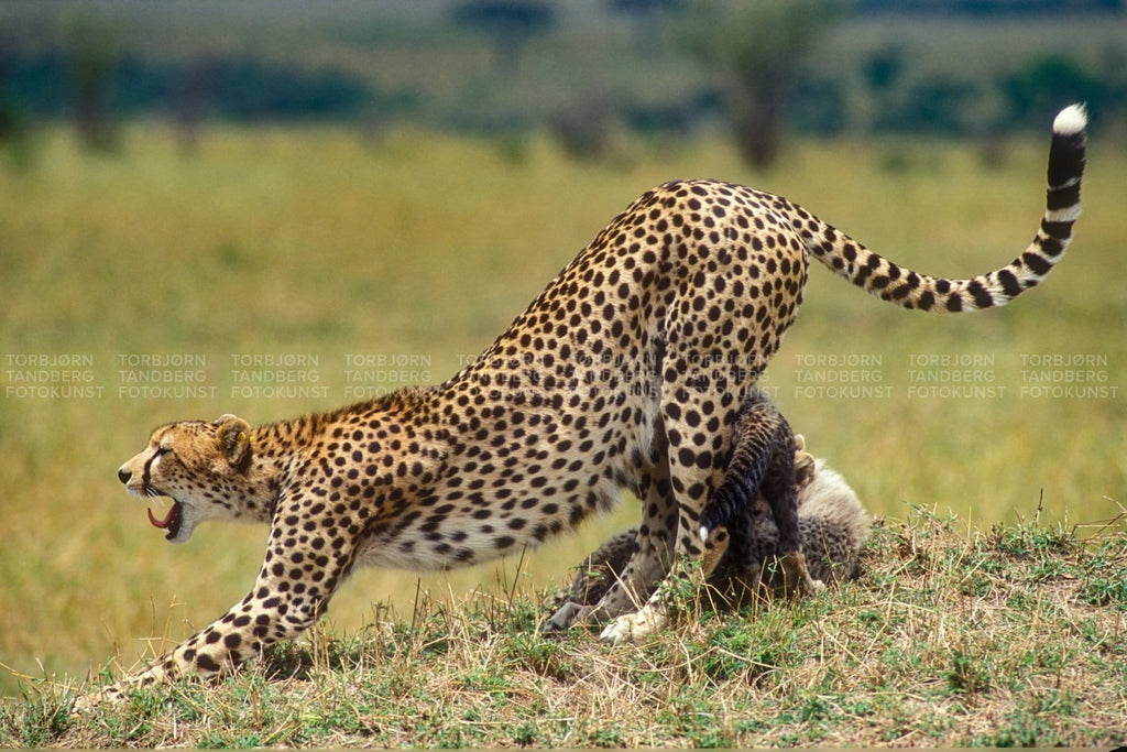 Cheetah & Cubs Ii Natur
